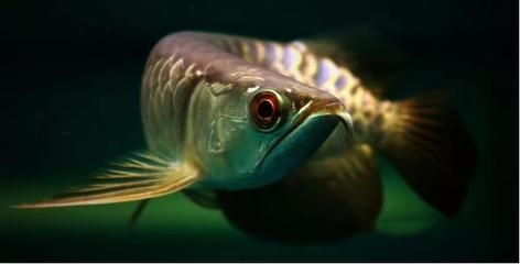 龍魚浮水面不動(dòng)的原因及解決方法（龍魚浮在水面上不動(dòng)可能由多種原因引起，解決方法及相應(yīng)的解決方法）