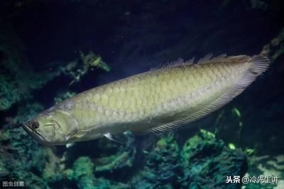 龍魚浮水面不動(dòng)的原因及解決方法（龍魚浮在水面上不動(dòng)可能由多種原因引起，解決方法及相應(yīng)的解決方法）