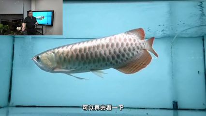 龍魚浮水面不動(dòng)的原因及解決方法（龍魚浮在水面上不動(dòng)可能由多種原因引起，解決方法及相應(yīng)的解決方法）