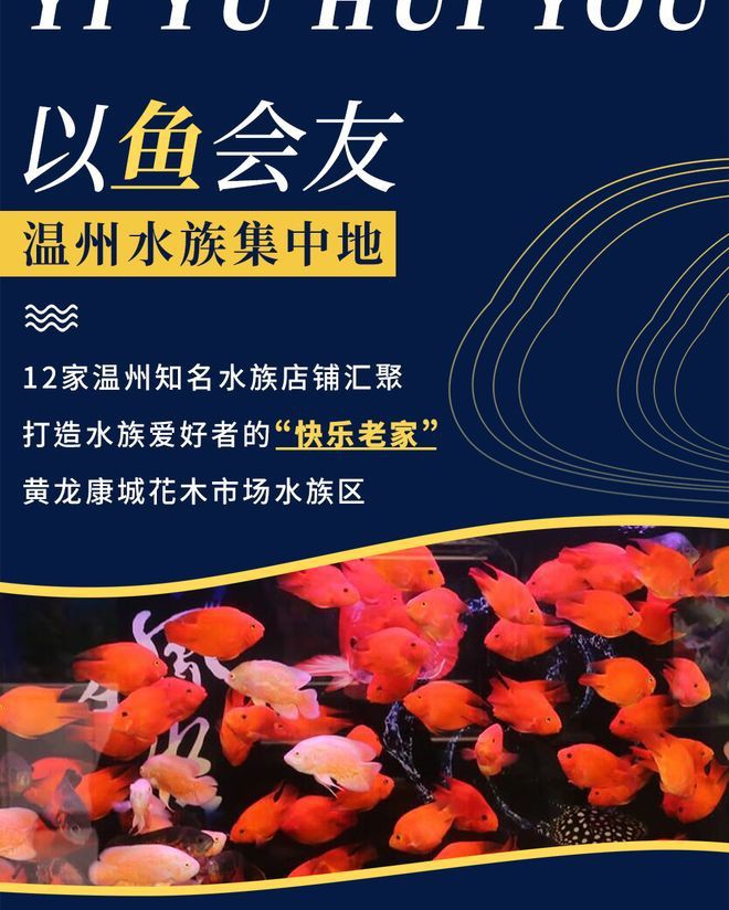 溫州龍魚哪里賣 溫州龍魚哪里賣 龍魚百科 第7張
