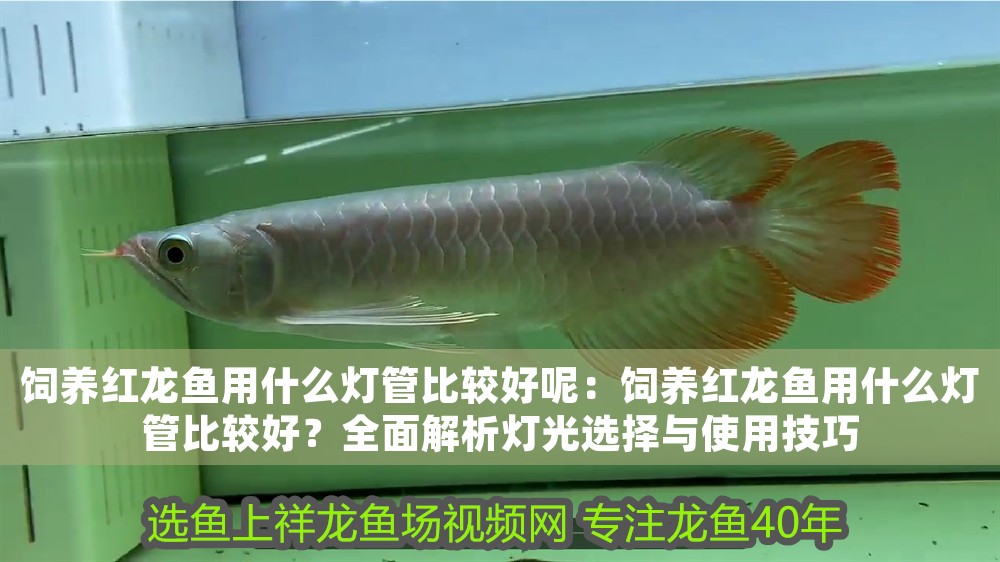 飼養紅龍魚用什么燈管比較好呢：飼養紅龍魚用什么燈管比較好？全面解析燈光選擇與使用技巧 飼養紅龍魚用什么燈管比較好呢：飼養紅龍魚用什么燈管比較好？全面解析燈光選擇與使用技巧 龍魚百科 第1張