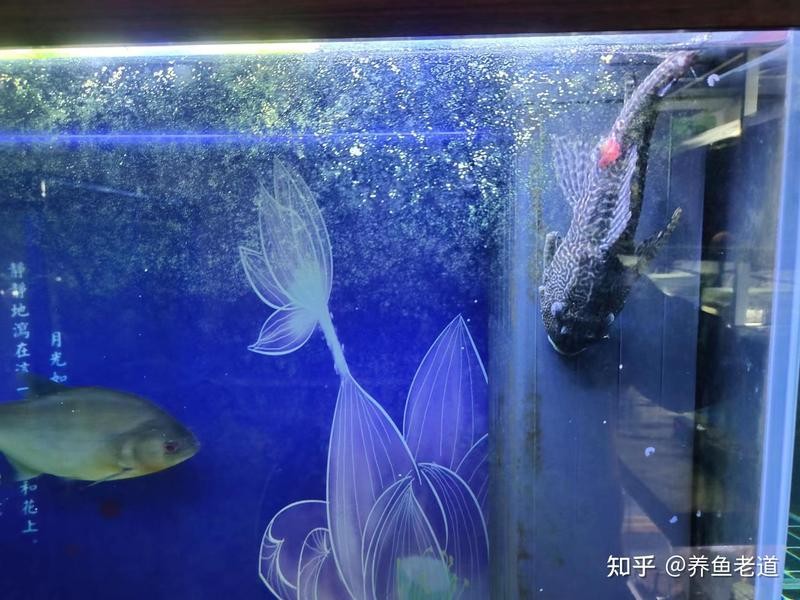 龍魚吃不吃清道夫