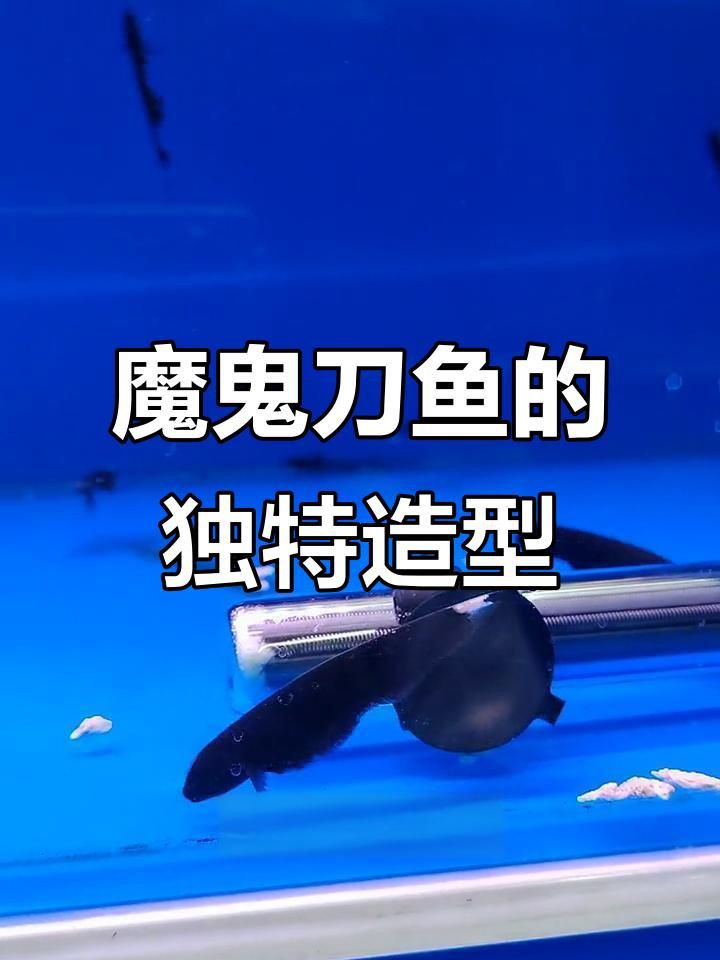 魔鬼刀魚