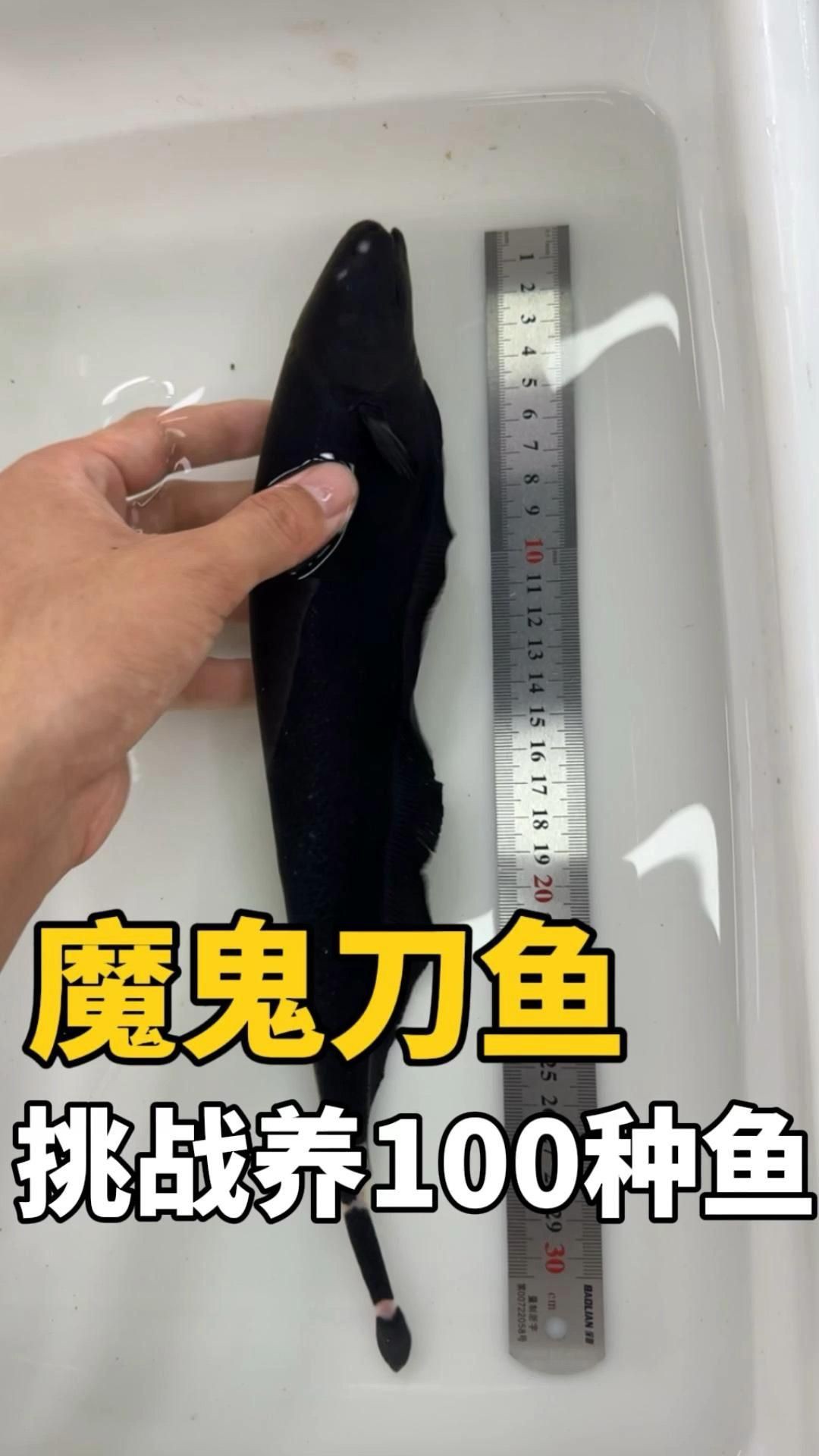 魔鬼刀魚