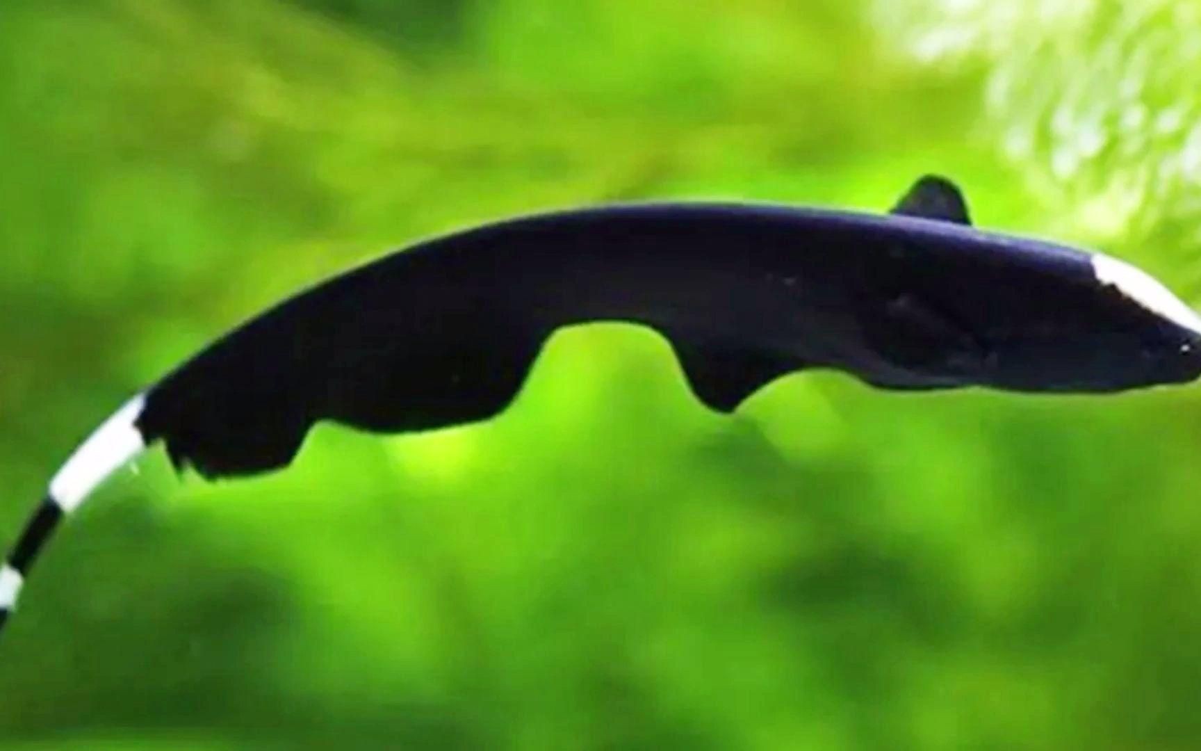 魔鬼刀魚