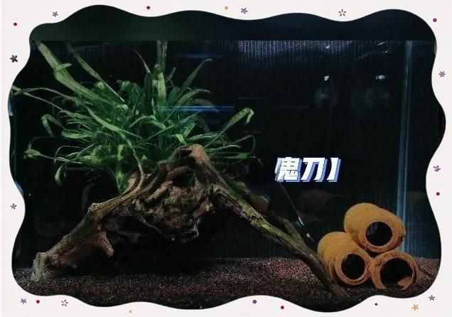 魔鬼刀魚