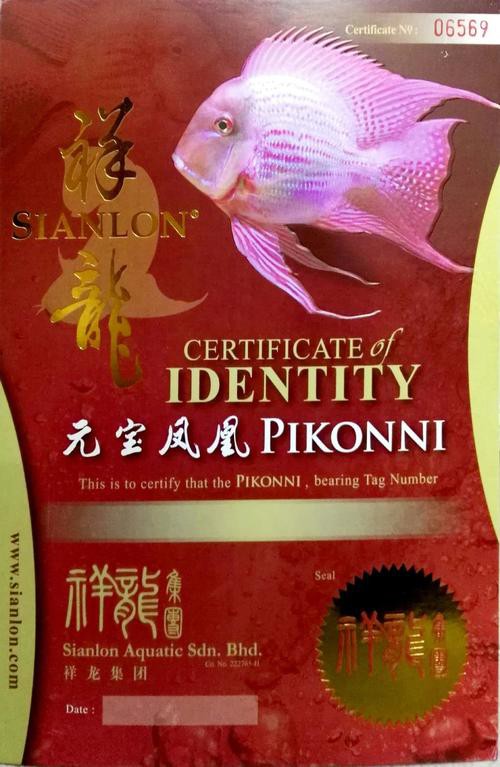 怎么查龍魚證書