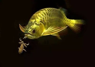 龍魚年齡和體長：龍魚的年齡與體長之間存在一定的關系