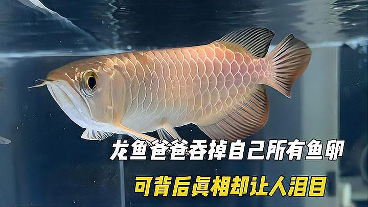 金龍魚怎么開口吃食 金龍魚怎么開口吃食 龍魚百科 第2張