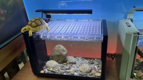 養(yǎng)雷龍魚魚缸背景什么顏色好：養(yǎng)雷龍魚時選擇黑色背景可以有效地促進它們的發(fā)色