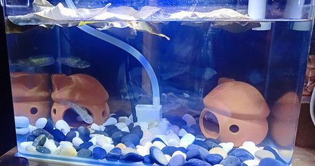 養(yǎng)雷龍魚魚缸背景什么顏色好：養(yǎng)雷龍魚時選擇黑色背景可以有效地促進它們的發(fā)色