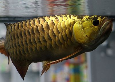龍魚不愛游動弓背的情況可以從以下幾個方面進行預防：為了預防龍魚出現不愛游動弓背的情況