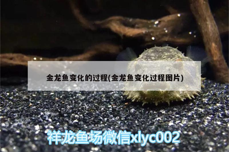 金龍魚變化的過程(金龍魚變化過程圖片) 金龍魚變化的過程(金龍魚變化過程圖片) 龍魚百科