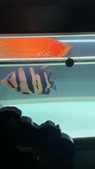 泗水紅龍的價格波動大嗎？