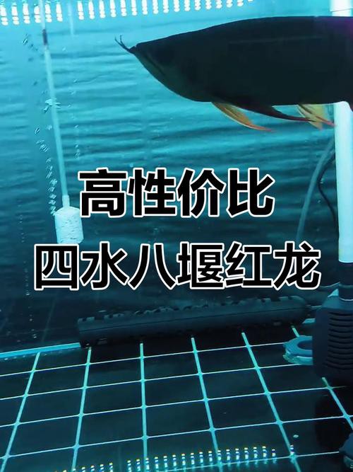 泗水紅龍的價格波動大嗎？