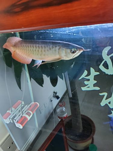 泗水紅龍的價格波動大嗎？