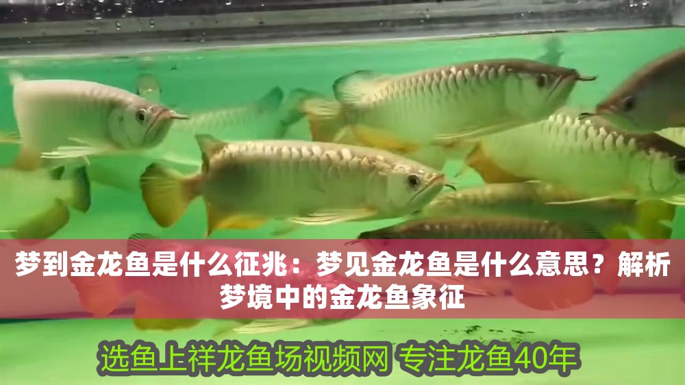 夢到金龍魚是什么征兆：夢見金龍魚是什么意思？解析夢境中的金龍魚象征 夢到金龍魚是什么征兆：夢見金龍魚是什么意思？解析夢境中的金龍魚象征 龍魚百科 第1張