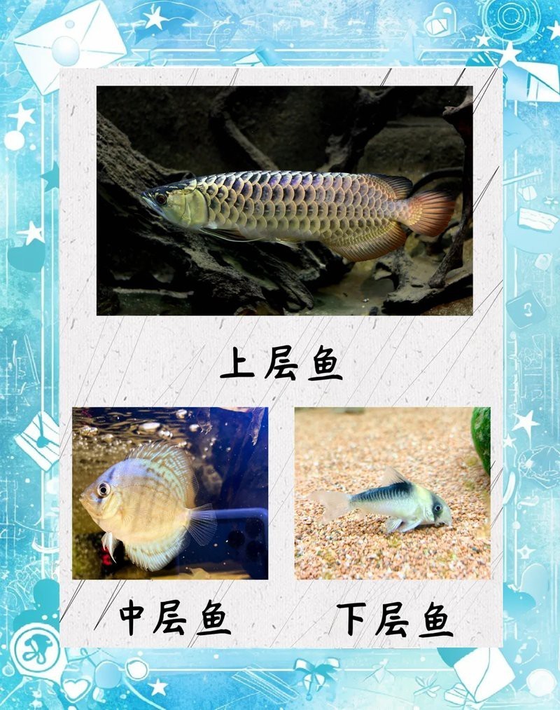 火龍魚可以和熱帶魚混養嗎圖片欣賞視頻