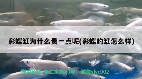 蘭州城關區雁灘花魚市場于長江水族店