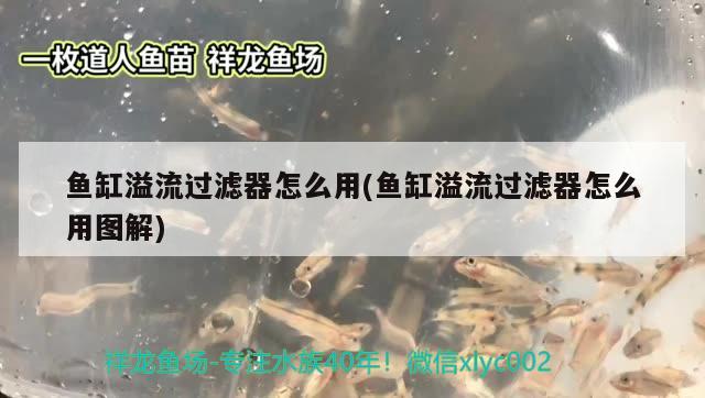 蘭州城關區雁灘花魚市場于長江水族店