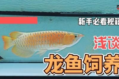 養(yǎng)龍魚需要注意什么，養(yǎng)龍魚需要注意哪些事項：養(yǎng)龍魚有什么忌諱？