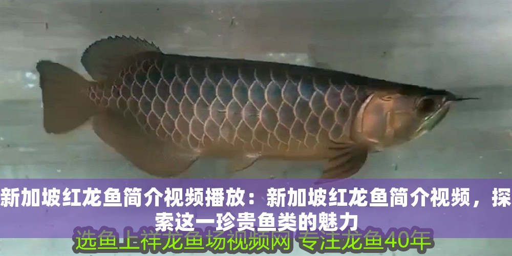 新加坡紅龍魚簡(jiǎn)介視頻播放：新加坡紅龍魚簡(jiǎn)介視頻，探索這一珍貴魚類的魅力