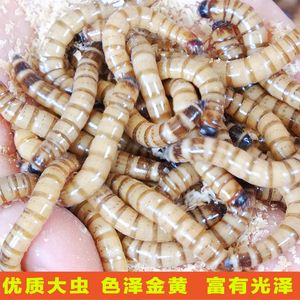 如何辨別龍魚魚糧質量優(yōu)劣：如何辨別龍魚飼料的優(yōu)劣