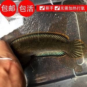 一條龍魚需要打氧嗎為什么：一條龍魚需要24小時打氧嗎