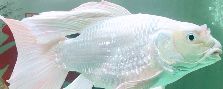 蝴蝶鯉和龍魚一起養(yǎng)好嗎
