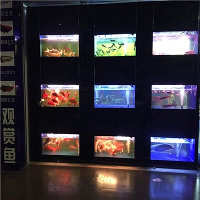 龍魚哪里有：廣州龍魚城特色品種介紹 龍魚哪里有：廣州龍魚城特色品種介紹 龍魚百科 第5張