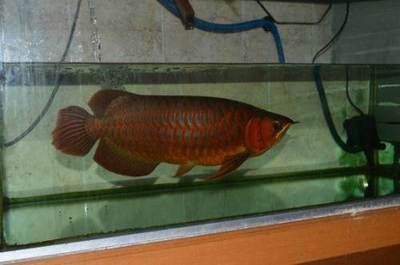 龍魚哪里有：廣州龍魚城特色品種介紹 龍魚哪里有：廣州龍魚城特色品種介紹 龍魚百科 第4張