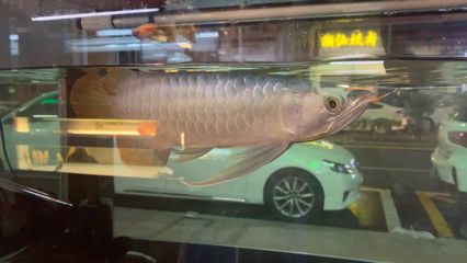 龍魚哪里有：廣州龍魚城特色品種介紹 龍魚哪里有：廣州龍魚城特色品種介紹 龍魚百科 第3張