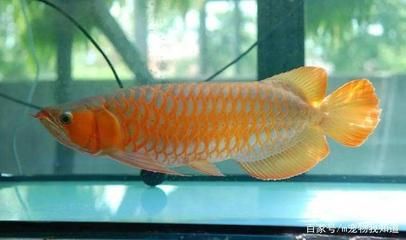 金龍魚吃什么發色好一點：金龍魚吃什么發色好