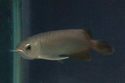 龍魚喂活泥鰍會怎么樣