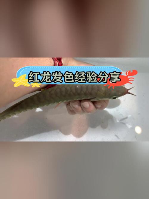 印尼紅龍魚發(fā)色過程圖片大全欣賞 印尼紅龍魚發(fā)色過程圖片大全欣賞 龍魚百科 第29張
