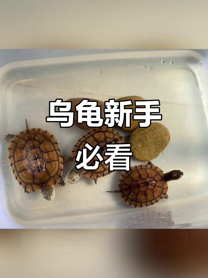 龍龜和魚缸擺放需要多久換一次水？ 龍龜和魚缸擺放需要多久換一次水？ 龍魚百科 第1張