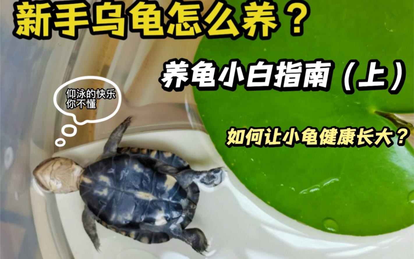 龍龜和魚缸擺放需要多久換一次水？ 龍龜和魚缸擺放需要多久換一次水？ 龍魚百科 第3張