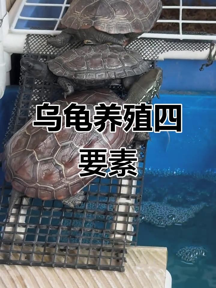 龍龜和魚缸擺放需要多久換一次水？ 龍龜和魚缸擺放需要多久換一次水？ 龍魚百科 第4張