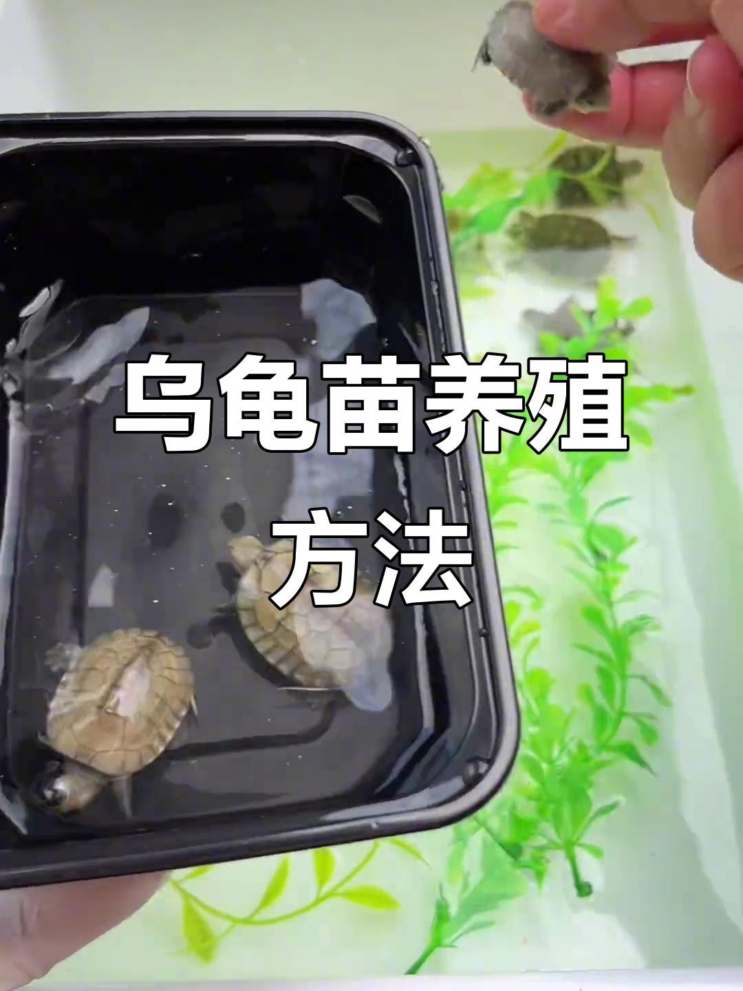 龍龜和魚缸擺放需要多久換一次水？ 龍龜和魚缸擺放需要多久換一次水？ 龍魚百科 第2張