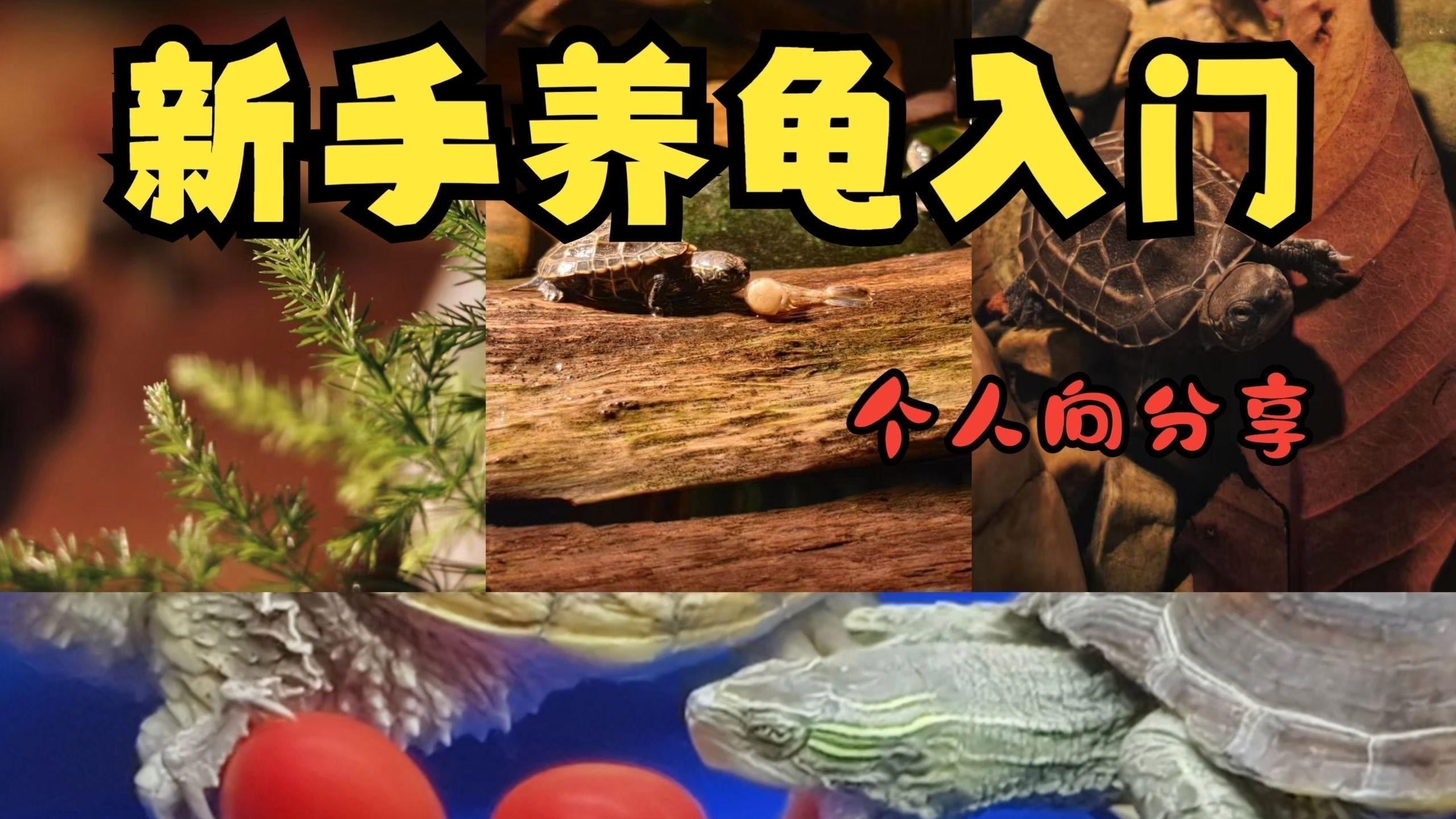 龍龜和魚缸擺放需要多久換一次水？ 龍龜和魚缸擺放需要多久換一次水？ 龍魚百科 第5張