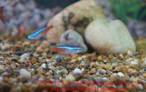 紅寶石金龍魚怎么養活：紅寶石金龍魚的飼養方法 紅寶石金龍魚怎么養活：紅寶石金龍魚的飼養方法 龍魚百科 第1張