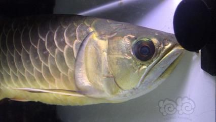 金龍魚古典和藍底區別（金龍魚古典與藍底價格對比） 金龍魚古典和藍底區別（金龍魚古典與藍底價格對比） 龍魚百科 第4張