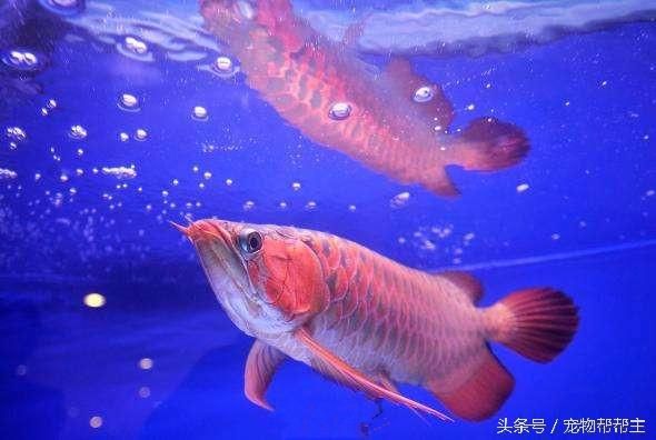 龍魚不好看那么多人養