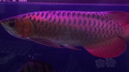 龍魚不好看那么多人養