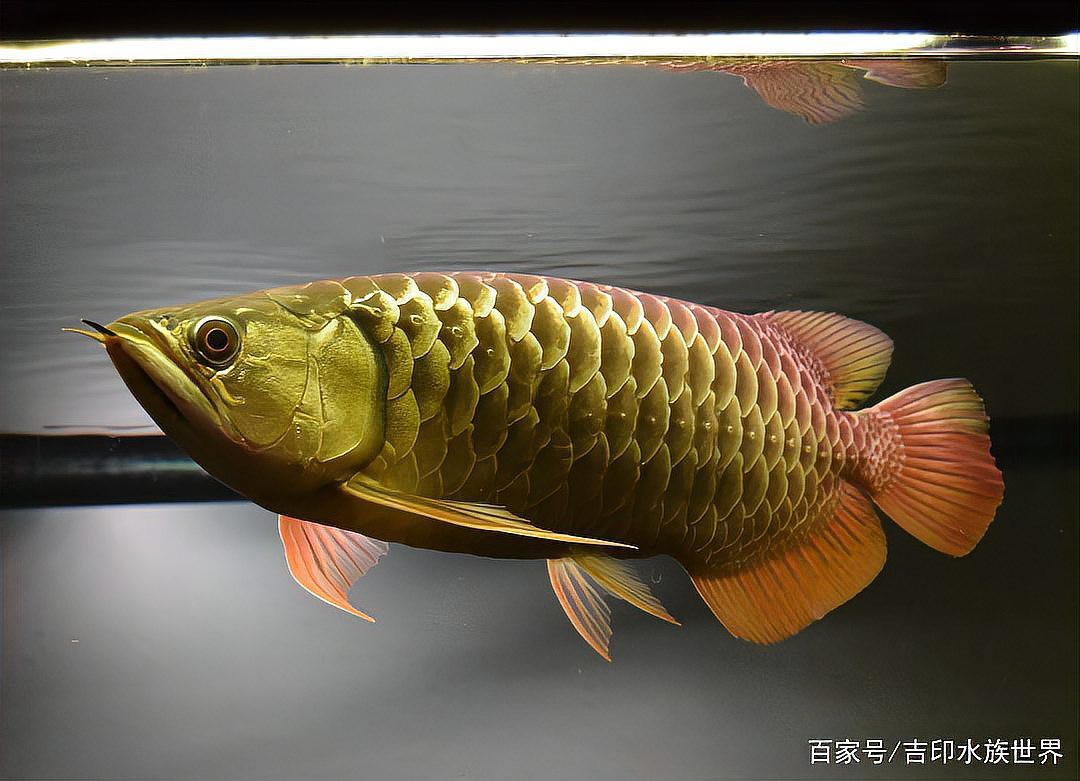 如何優化高背金龍魚的發色環境？