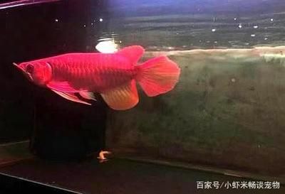 銀龍魚日常飲食多樣化實踐:銀龍魚日常飲食多樣化實踐方法銀龍魚飲食安全注意事項 龍魚百科 第6張 銀龍魚日常飲食多樣化實踐:銀龍魚日常飲食多樣化實踐方法銀龍魚飲食安全注意事項 銀龍魚日常飲食多樣化實踐:銀龍魚日常飲食多樣化實踐方法銀龍魚飲食安全注意事項 龍魚百科 第6張