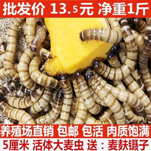 黑金龍魚價格查詢：對不起，我無法提供黑金龍魚的價格查詢