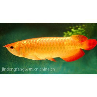 國內紅龍魚繁殖基地排名榜:國內紅龍魚繁殖基地排名 龍魚百科 第1張 國內紅龍魚繁殖基地排名榜:國內紅龍魚繁殖基地排名 國內紅龍魚繁殖基地排名榜:國內紅龍魚繁殖基地排名 龍魚百科 第1張