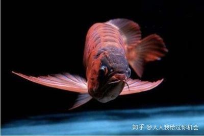 國內紅龍魚繁殖基地排名榜:國內紅龍魚繁殖基地排名 龍魚百科 第2張 國內紅龍魚繁殖基地排名榜:國內紅龍魚繁殖基地排名 國內紅龍魚繁殖基地排名榜:國內紅龍魚繁殖基地排名 龍魚百科 第2張