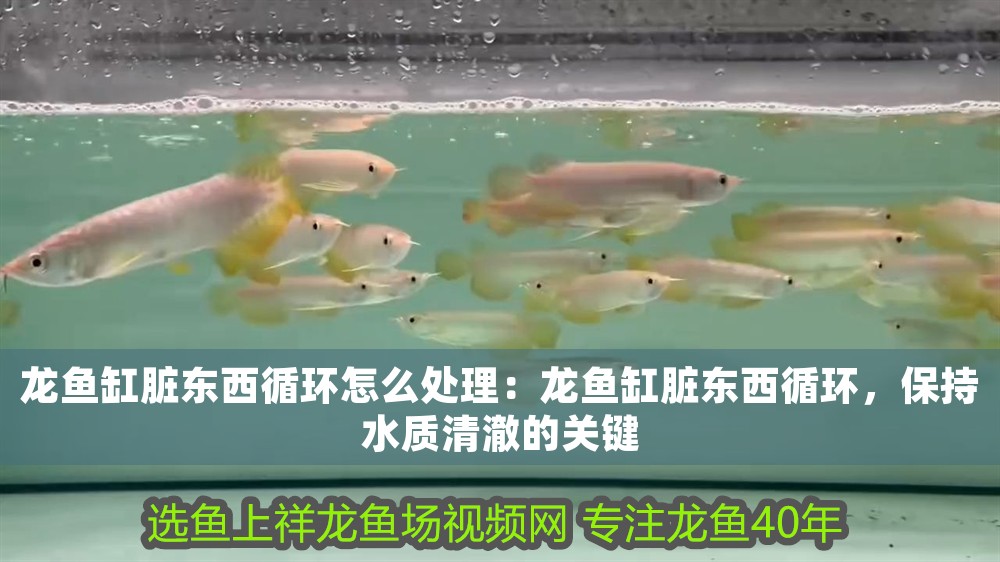 龍魚缸臟東西循環怎么處理：龍魚缸臟東西循環，保持水質清澈的關鍵 龍魚缸臟東西循環怎么處理：龍魚缸臟東西循環，保持水質清澈的關鍵 龍魚百科 第1張